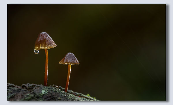 Raindrop on funghi